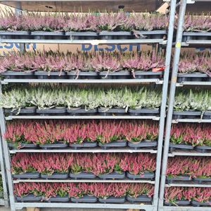 Afbeelding van Calluna P10.5 Beauty Mix per laag